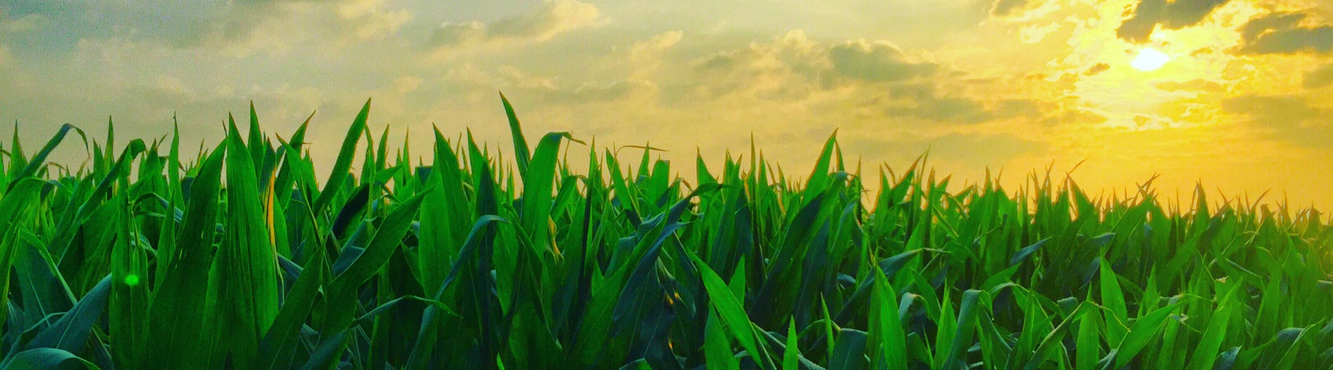 Arizona Agricultural Helicopter Services